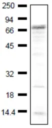 Anti-IGSF8 antibody used in Western Blot (WB). GTX00745