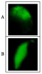 Anti-SPESP1 antibody used in Immunocytochemistry/ Immunofluorescence (ICC/IF). GTX00750