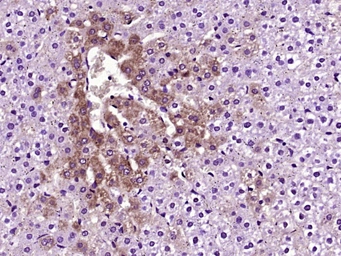 Anti-Prealbumin antibody used in IHC (Paraffin sections) (IHC-P). GTX00758