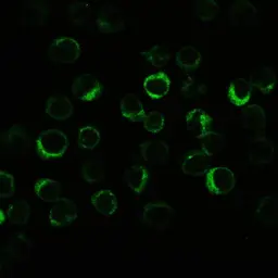 Anti-NLRP3 antibody used in Immunocytochemistry/ Immunofluorescence (ICC/IF). GTX00763