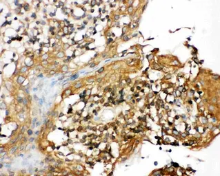 Anti-NLRP3 antibody used in IHC (Paraffin sections) (IHC-P). GTX00763