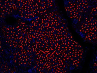 Anti-NLRP3 antibody used in IHC (Paraffin sections) (IHC-P). GTX00763