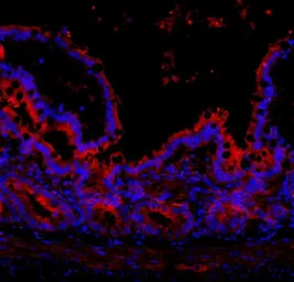 Anti-NLRP3 antibody used in IHC (Paraffin sections) (IHC-P). GTX00763