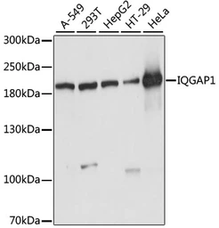 Anti-IQGAP1 antibody used in Western Blot (WB). GTX00764