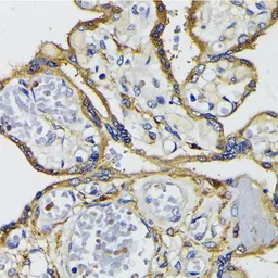 Anti-IQGAP1 antibody used in IHC (Paraffin sections) (IHC-P). GTX00764