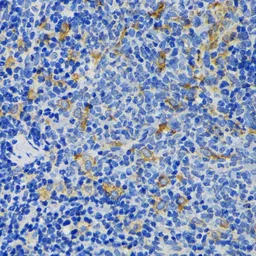 Anti-IQGAP1 antibody used in IHC (Paraffin sections) (IHC-P). GTX00764