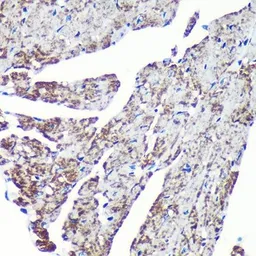 Anti-TOMM20 antibody [GT1136] used in IHC (Paraffin sections) (IHC-P). GTX00773