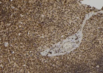 Anti-ELOF1 antibody used in IHC (Paraffin sections) (IHC-P). GTX00801