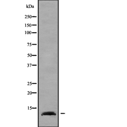 Anti-ELOF1 antibody used in Western Blot (WB). GTX00801