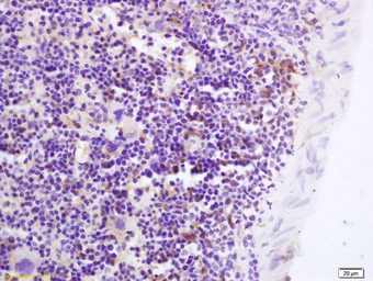 Anti-GPR43 antibody used in IHC (Paraffin sections) (IHC-P). GTX00823