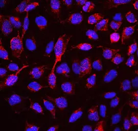 Anti-RBMS3 antibody used in Immunocytochemistry/ Immunofluorescence (ICC/IF). GTX00828