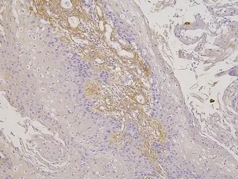 Anti-RBMS3 antibody used in IHC (Paraffin sections) (IHC-P). GTX00828