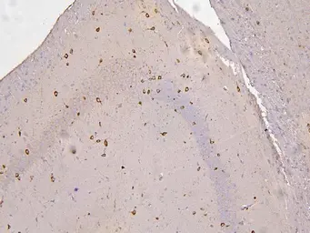 Anti-RBMS3 antibody used in IHC (Paraffin sections) (IHC-P). GTX00828