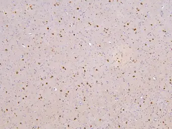 Anti-RBMS3 antibody used in IHC (Paraffin sections) (IHC-P). GTX00828