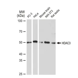 Anti-HDAC3 antibody [GT1144] used in Western Blot (WB). GTX00834