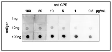 Anti-Clostridium perfringens enterotoxin (CPE) antibody used in Dot blot (Dot). GTX00879