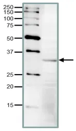 Anti-CDC2 antibody used in Western Blot (WB). GTX00882