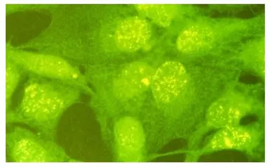 Anti-RAD18 antibody used in Immunocytochemistry/ Immunofluorescence (ICC/IF). GTX00886