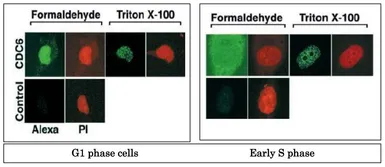 Anti-CDC6 antibody used in Immunocytochemistry/ Immunofluorescence (ICC/IF). GTX00896