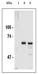 Anti-CDC6 antibody used in Immunoprecipitation (IP). GTX00896