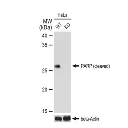 Anti-PARP (cleaved) antibody [GT1181] used in Western Blot (WB). GTX00943