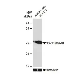 Anti-PARP (cleaved) antibody [GT1181] used in Western Blot (WB). GTX00943