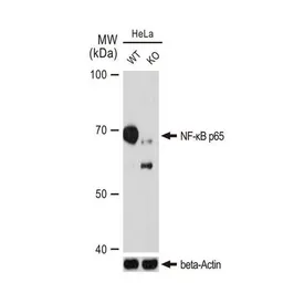 Anti-NFkB p65 antibody [GT1185] used in Western Blot (WB). GTX00947