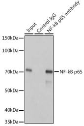 Anti-NFkB p65 antibody [GT1185] used in Immunoprecipitation (IP). GTX00947