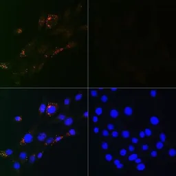 Anti-LC3B antibody [GT1187] used in Immunocytochemistry/ Immunofluorescence (ICC/IF). GTX00949