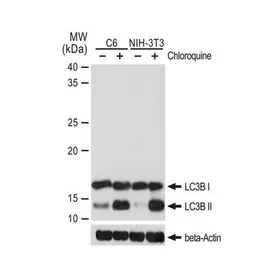 Anti-LC3B antibody [GT1187] used in Western Blot (WB). GTX00949