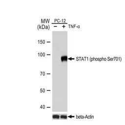 Anti-STAT1 (phospho Tyr701) antibody [GT1197] used in Western Blot (WB). GTX00959