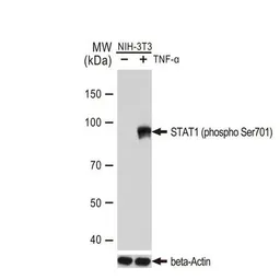 Anti-STAT1 (phospho Tyr701) antibody [GT1197] used in Western Blot (WB). GTX00959