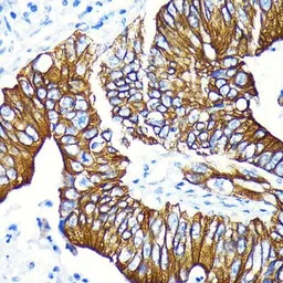 Anti-GSK3 beta (phospho Ser9) antibody [GT1209] used in IHC (Paraffin sections) (IHC-P). GTX00971