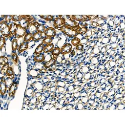 Anti-Claudin 10 antibody used in IHC (Paraffin sections) (IHC-P). GTX01076