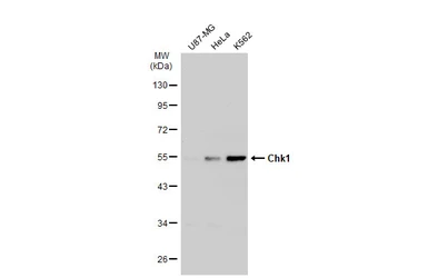 Anti-Chk1 antibody [ST57-09] used in Western Blot (WB). GTX01101