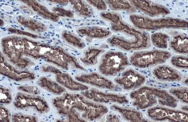 Anti-ACE2 antibody [SN0754] used in IHC (Paraffin sections) (IHC-P). GTX01160