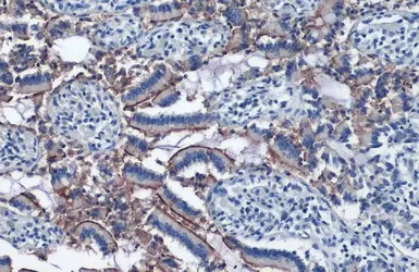 Anti-ACE2 antibody [SN0754] used in IHC (Paraffin sections) (IHC-P). GTX01160