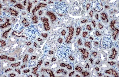 Anti-ACE2 antibody [SN0754] used in IHC (Paraffin sections) (IHC-P). GTX01160