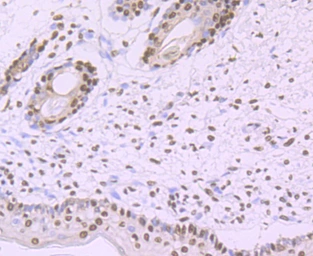 Anti-SF3B1 antibody [JB40-32] used in IHC (Paraffin sections) (IHC-P). GTX01165