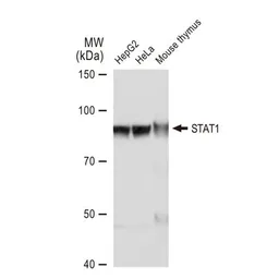 Anti-STAT1 antibody [GT1157] used in Western Blot (WB). GTX01292