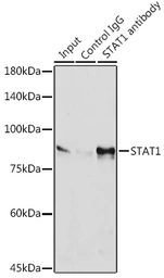 Anti-STAT1 antibody [GT1157] used in Immunoprecipitation (IP). GTX01292