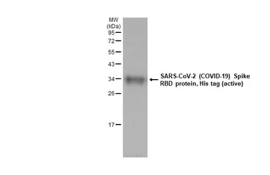 SARS-CoV-2 (COVID-19) Spike RBD protein, His tag (active). GTX01546-pro