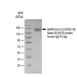 SARS-CoV-2 (COVID-19) Spike S2 (ECD) protein, human IgG Fc tag. GTX01559-pro