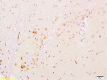 Anti-GDNF antibody used in IHC (Paraffin sections) (IHC-P). GTX02540