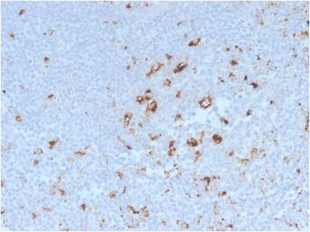 Anti-CD68 antibody [C68/2908R] used in IHC (Paraffin sections) (IHC-P). GTX02611