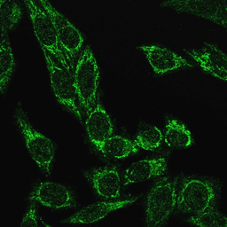 Anti-Cytochrome C antibody [CYCS/3128R] used in Immunocytochemistry/ Immunofluorescence (ICC/IF). GTX02626