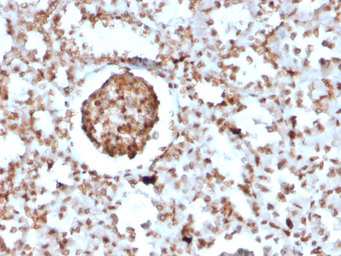 Anti-BrdU antibody [BRD2888R] used in IHC (Paraffin sections) (IHC-P). GTX02762