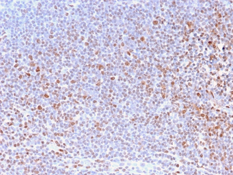 Anti-Nuclear Antigen antibody [NM2984R] used in IHC (Paraffin sections) (IHC-P). GTX02768