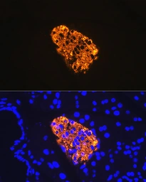 Anti-Insulin antibody [GT1229] used in IHC (Paraffin sections) (IHC-P). GTX02826