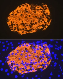 Anti-Insulin antibody [GT1229] used in IHC (Paraffin sections) (IHC-P). GTX02826